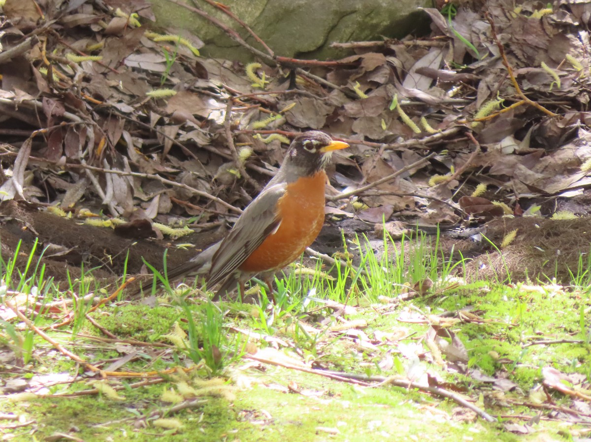 American Robin - Violet Kosack