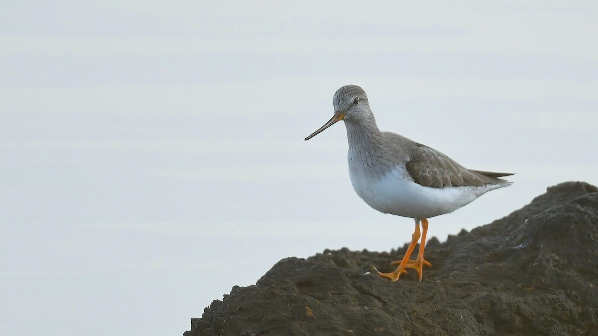 Terek Sandpiper - Ergün Cengiz