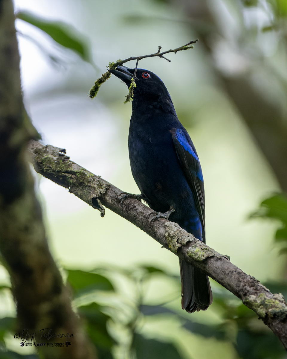 Philippine Fairy-bluebird - Djop Tabaranza