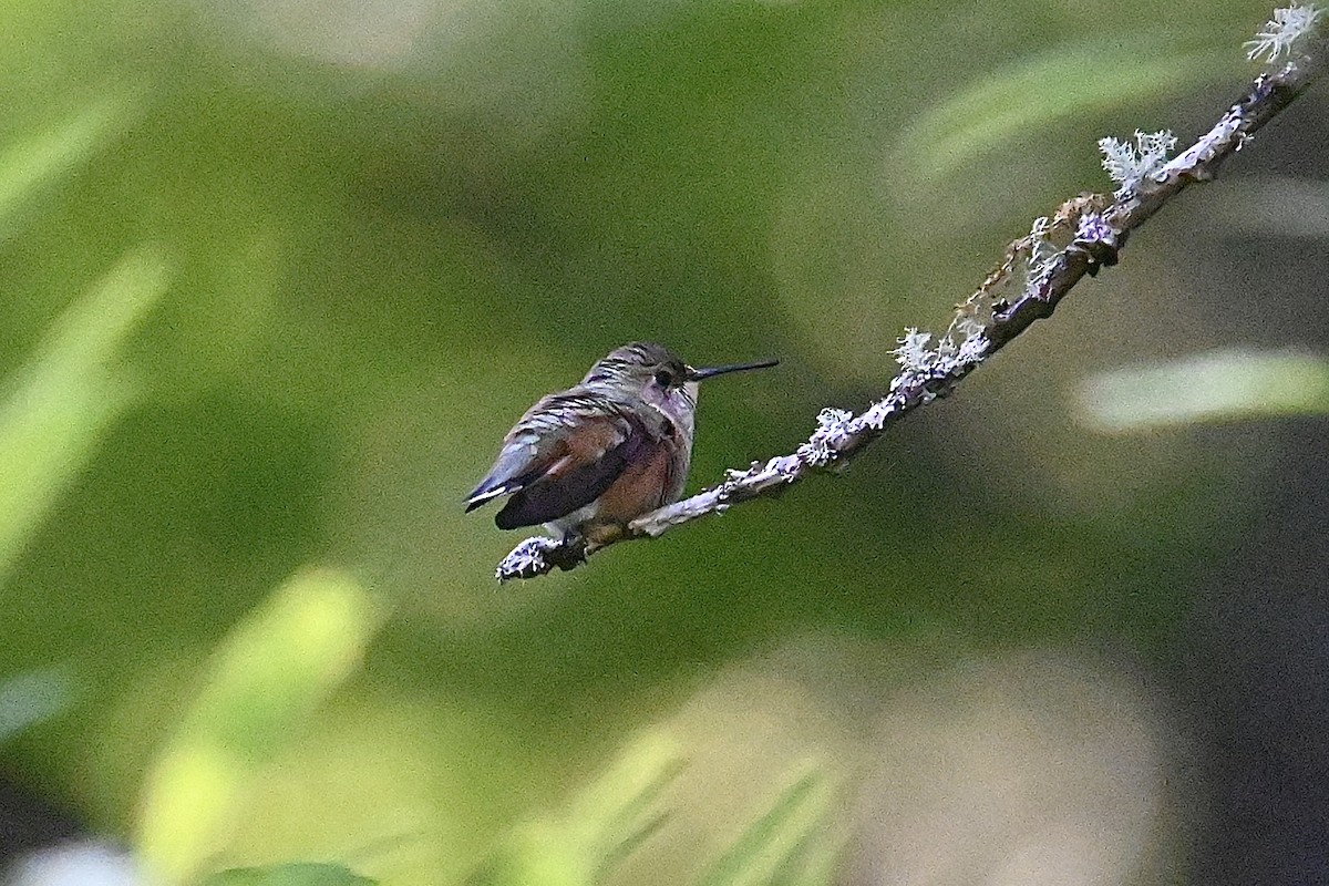 Rufous Hummingbird - Dong Qiu