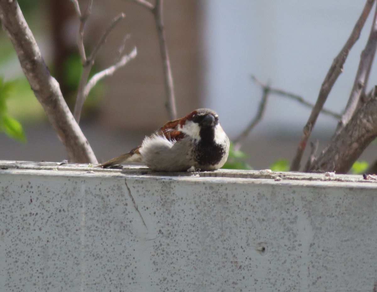 House Sparrow - Violet Kosack