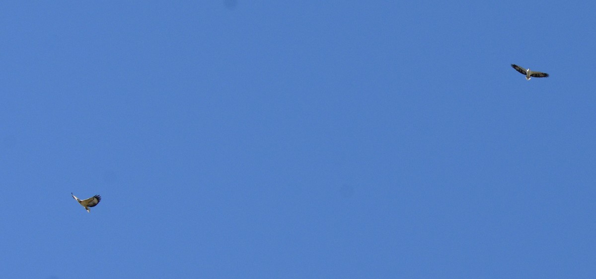 Белобрюхий орлан - ML619331924