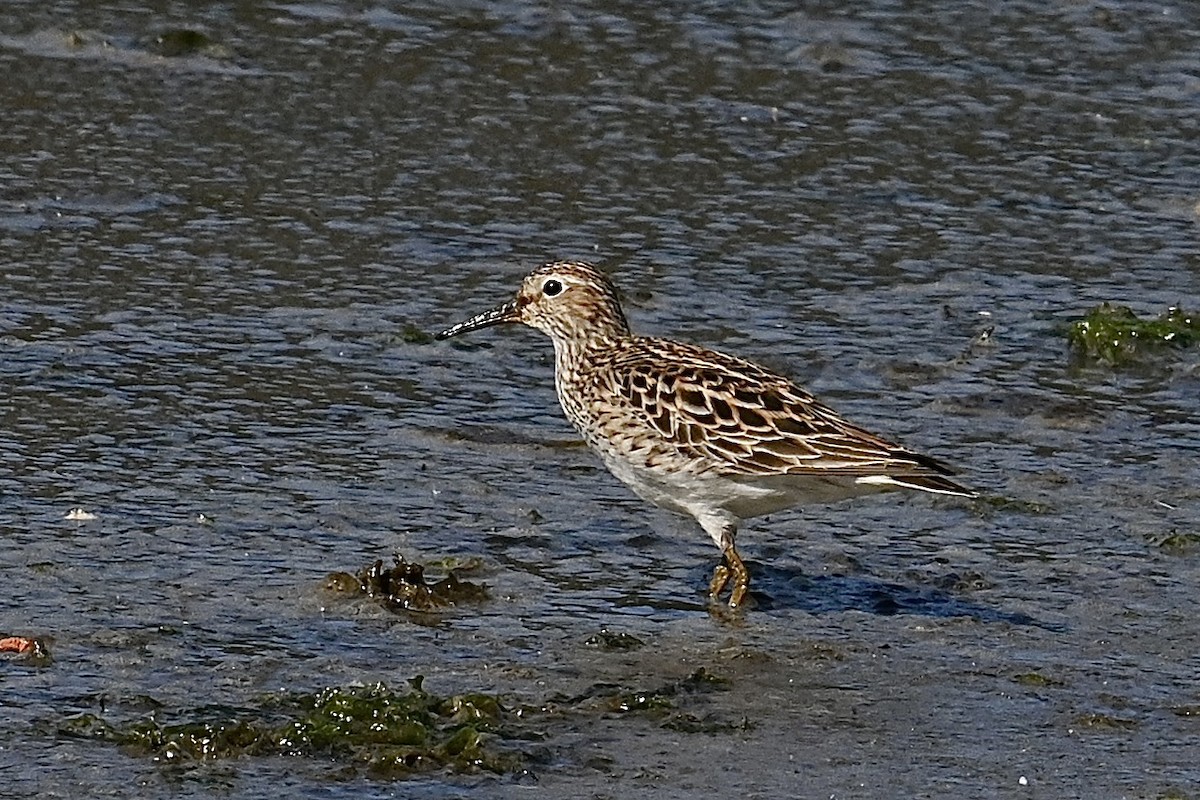 Pectoral Sandpiper - Dong Qiu