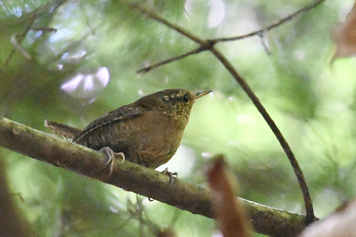 Pacific Wren - Dong Qiu