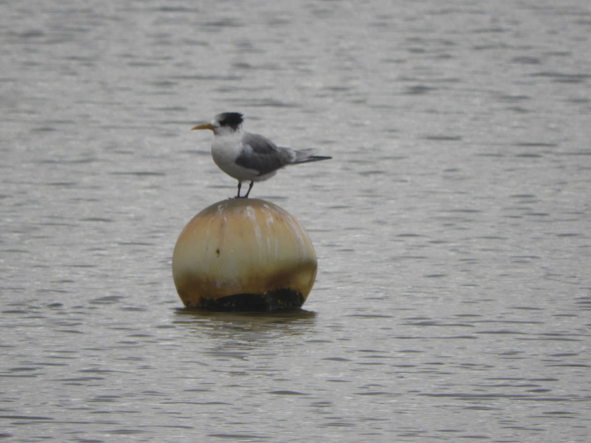 Great Crested Tern - Charles Silveira