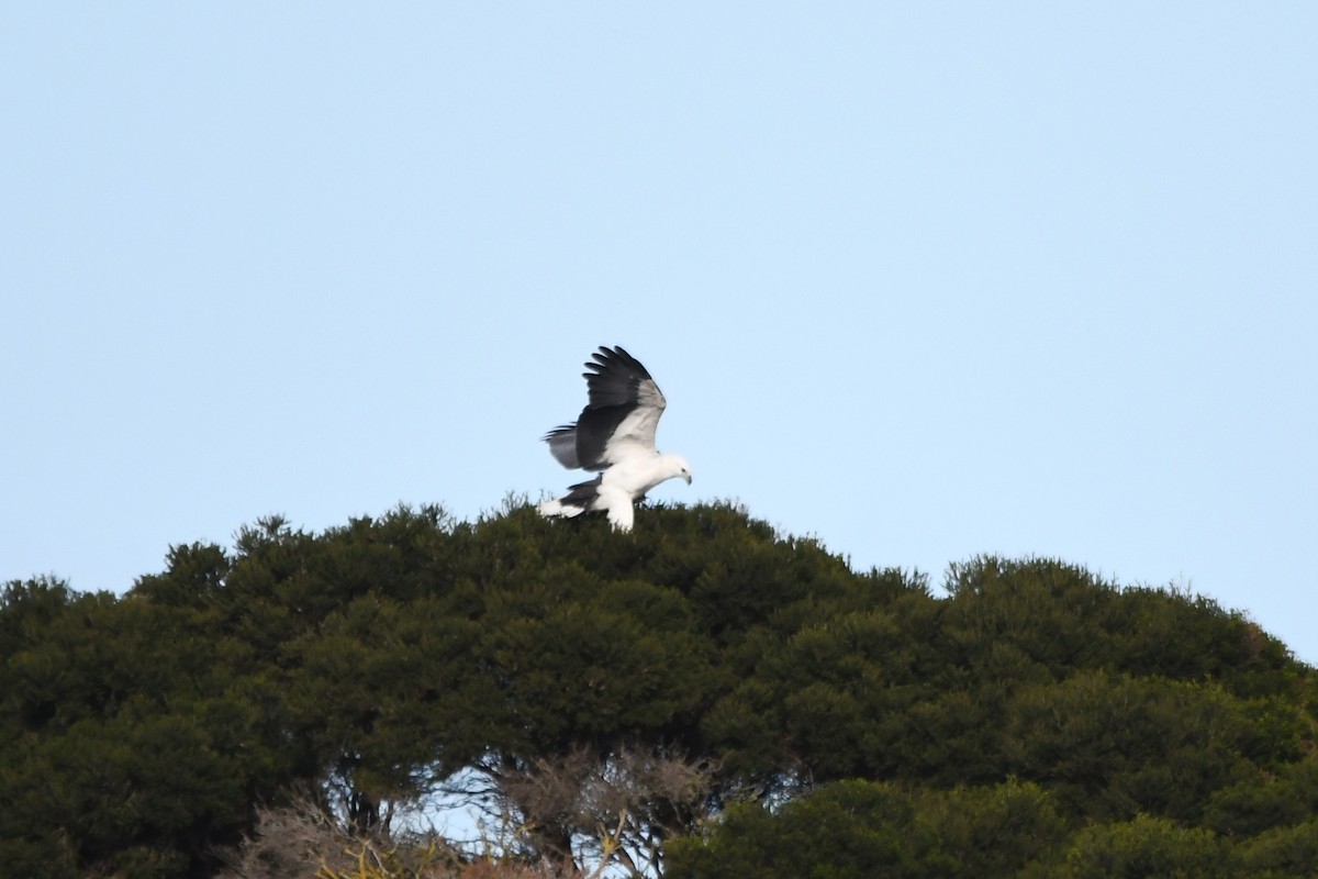 White-bellied Sea-Eagle - Susan Kruss