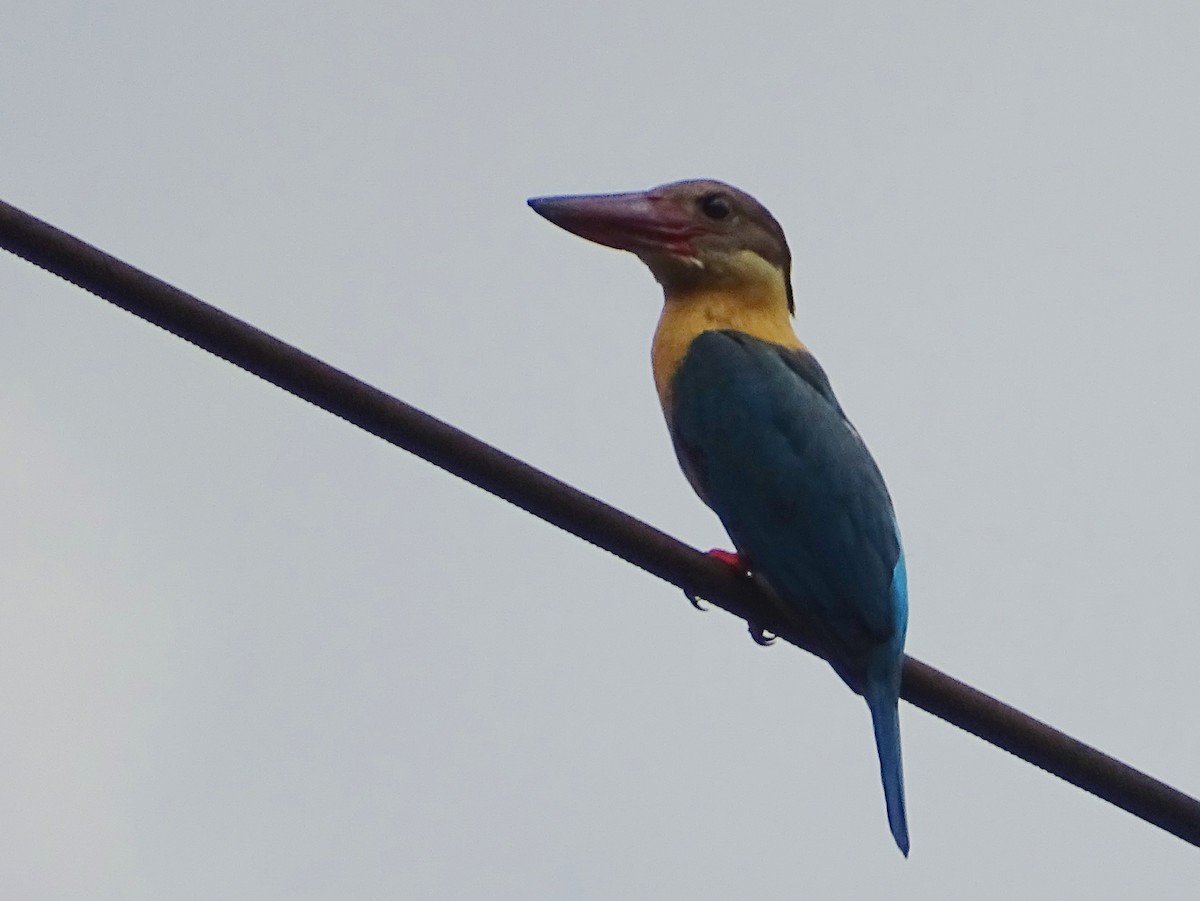Stork-billed Kingfisher - Sri Srikumar