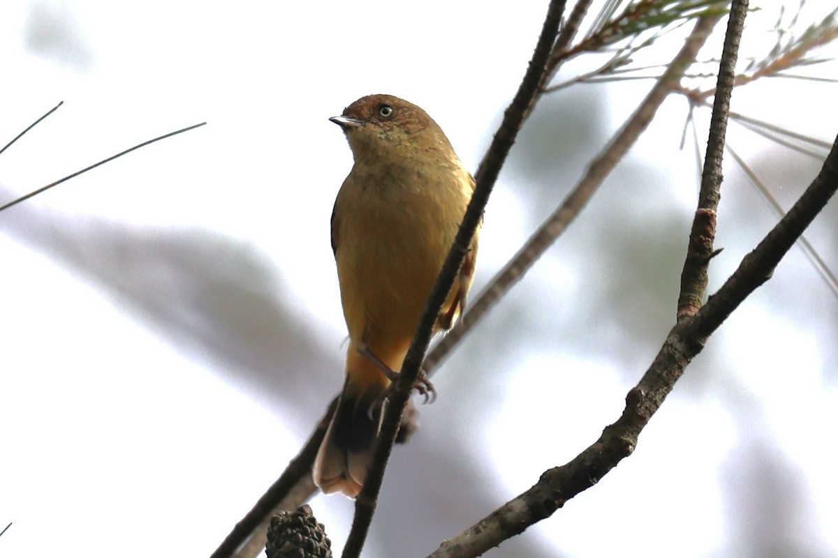 Buff-rumped Thornbill - ML619332030