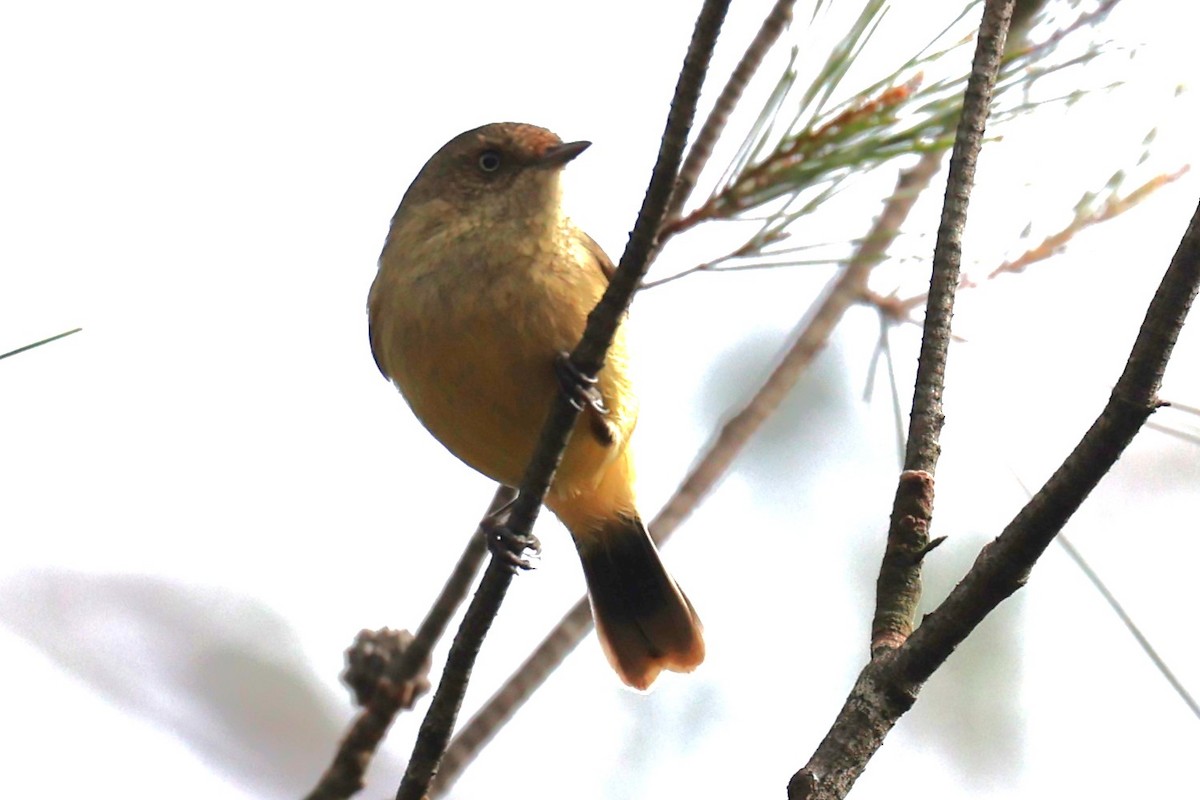 Buff-rumped Thornbill - Bay Amelia Reeson