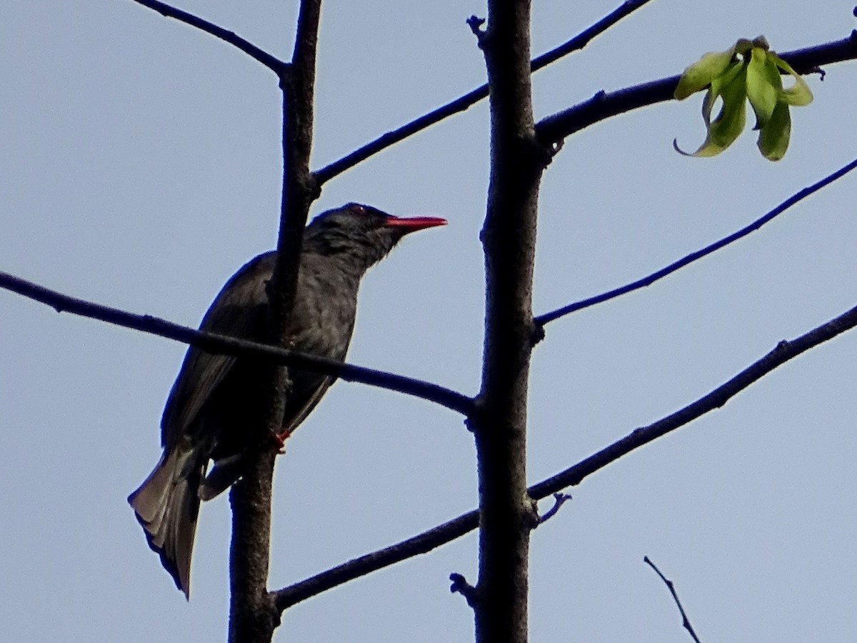 Square-tailed Bulbul - ML619332043