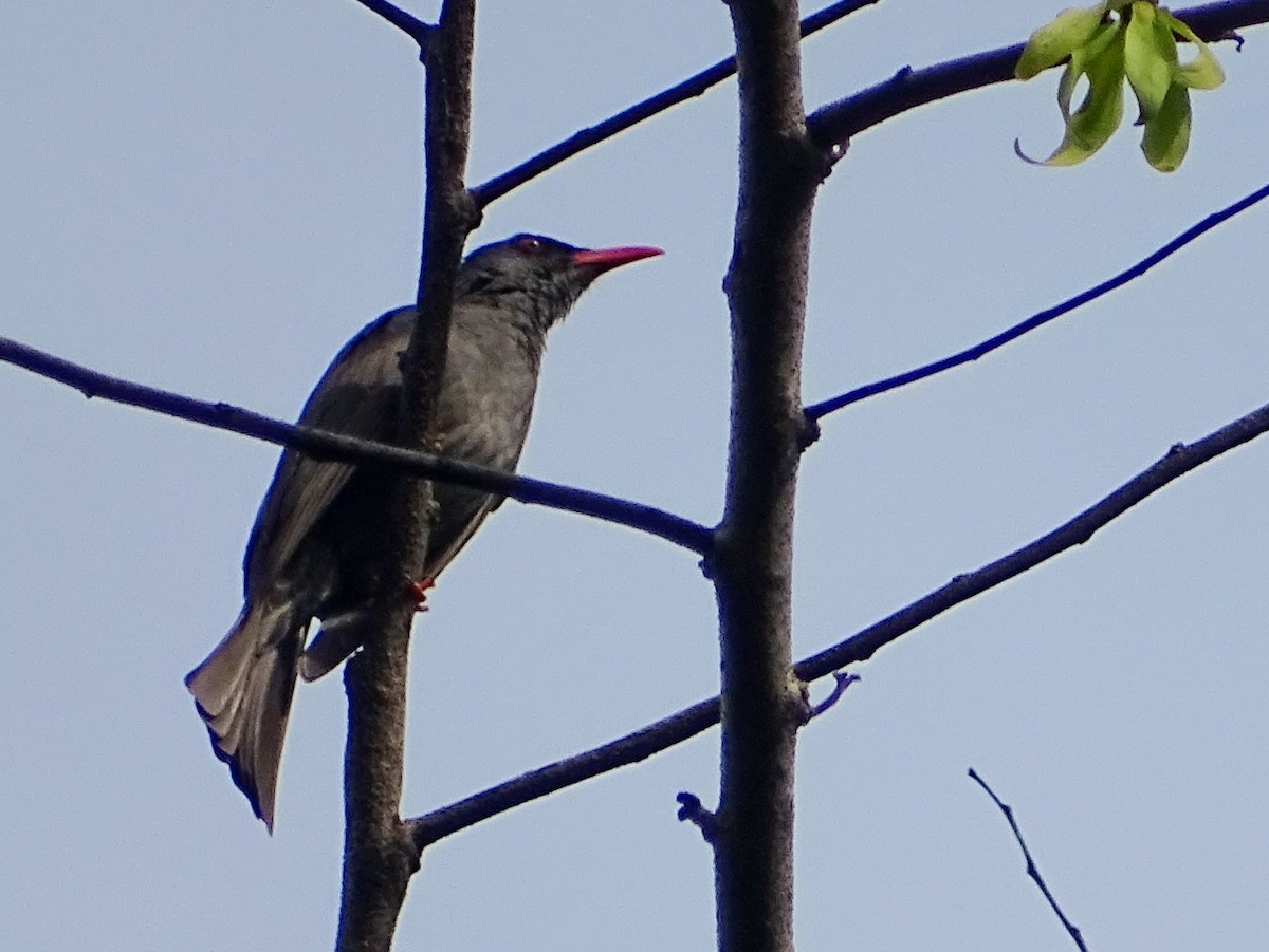 Square-tailed Bulbul - ML619332044