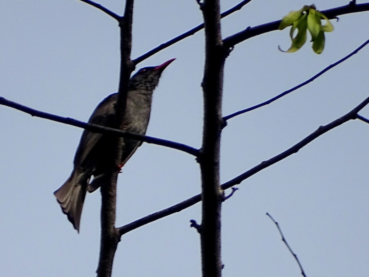 Square-tailed Bulbul - ML619332046