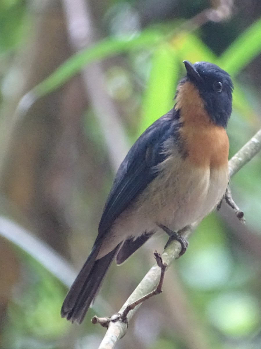 Tickell's Blue Flycatcher - Sri Srikumar