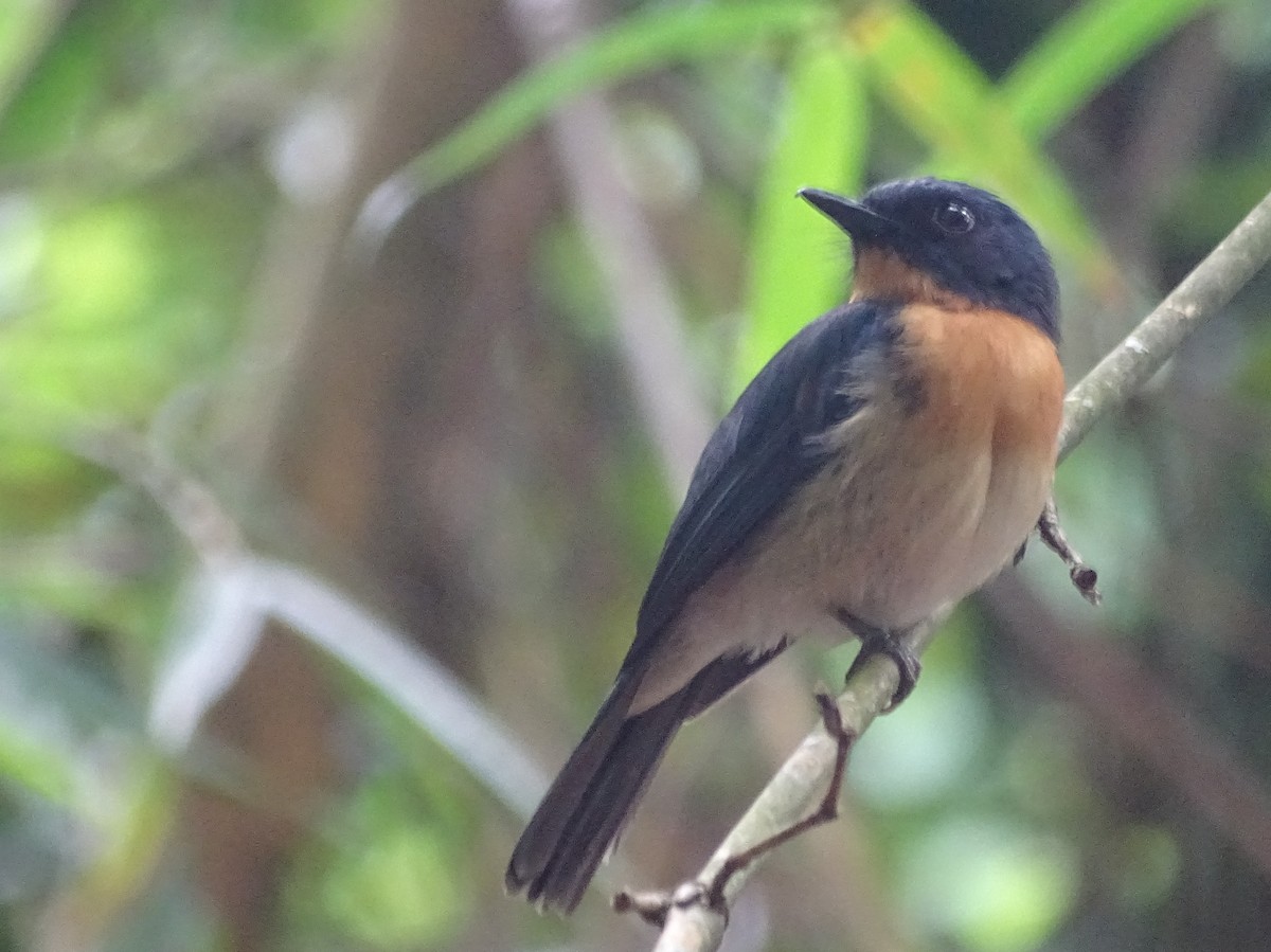 Tickell's Blue Flycatcher - Sri Srikumar