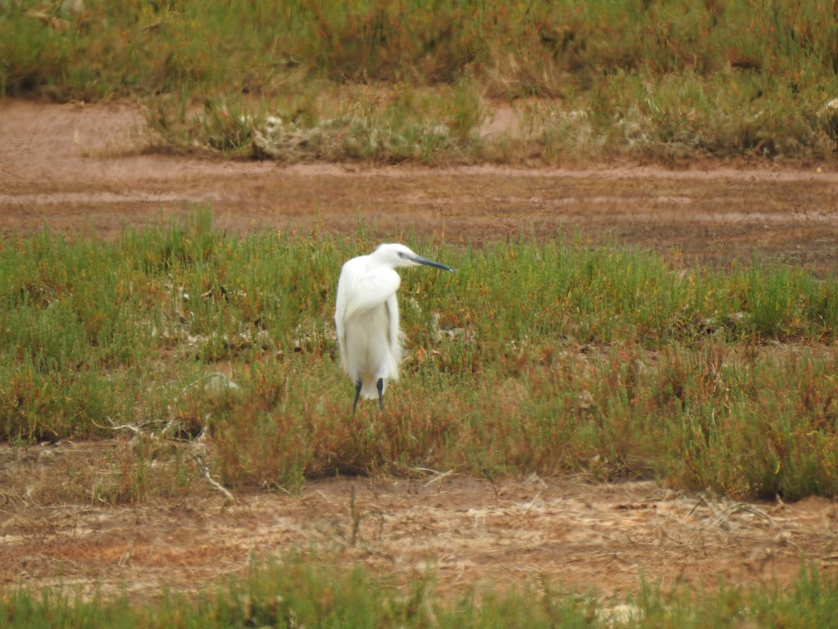 Little Egret - João Tiago Ribeiro