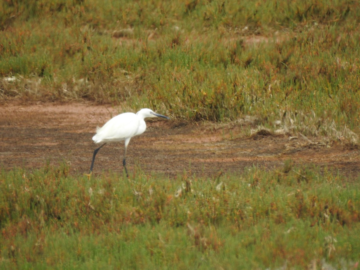 Little Egret - João Tiago Ribeiro