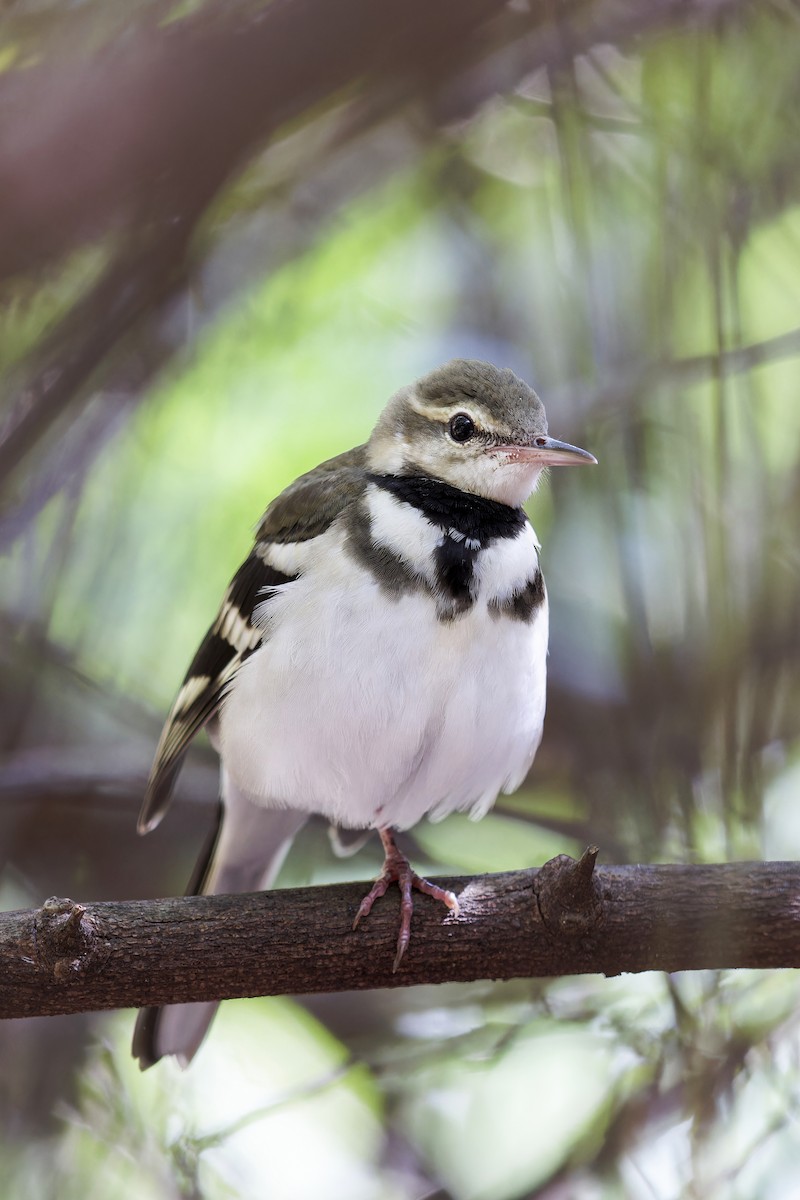 Forest Wagtail - Se Chea