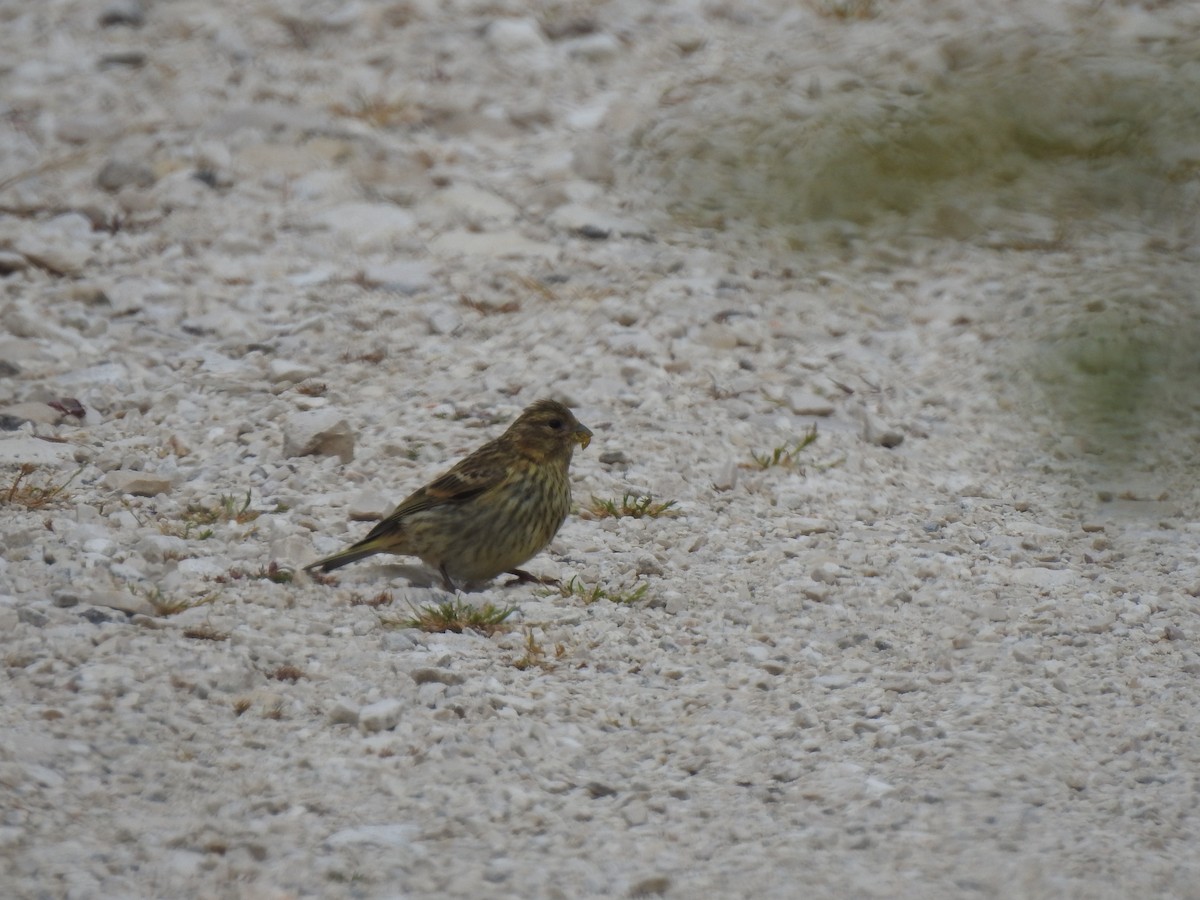 European Serin - João Tiago Ribeiro