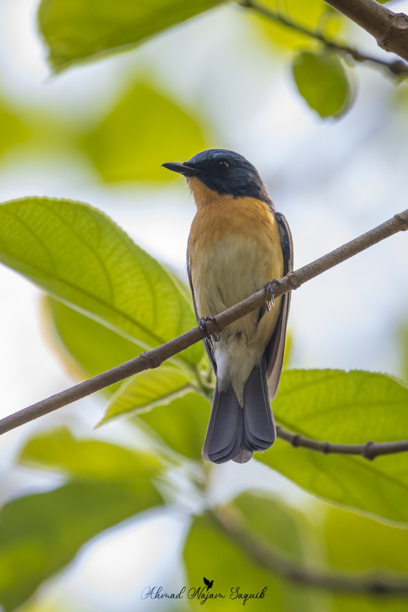 Tickell's Blue Flycatcher - ML619332095