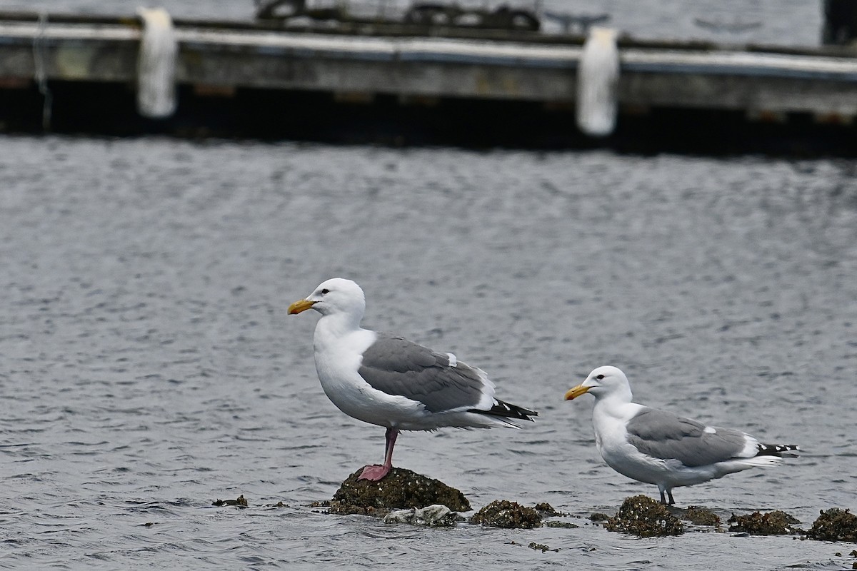 Glaucous-winged Gull - Dong Qiu