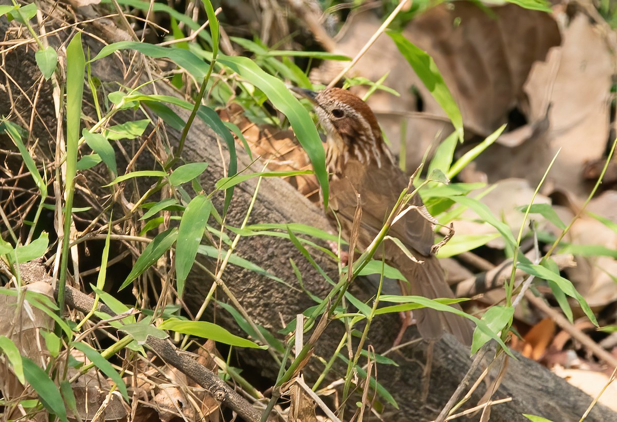 Puff-throated Babbler - Sathyan Meppayur