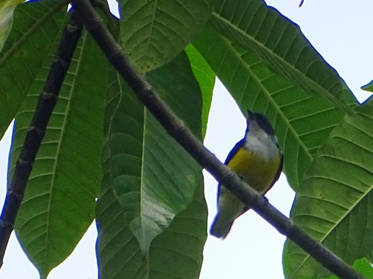 White-throated Flowerpecker - Sri Srikumar