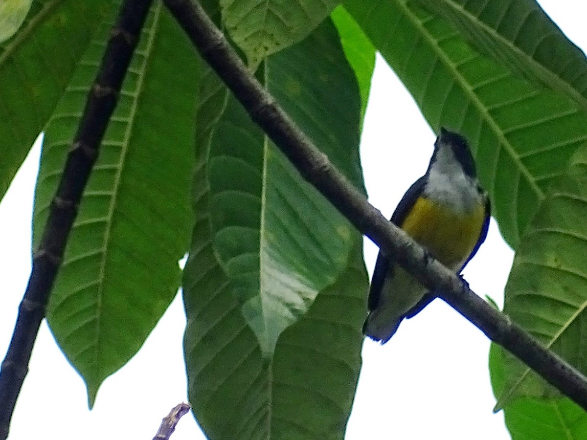 White-throated Flowerpecker - Sri Srikumar