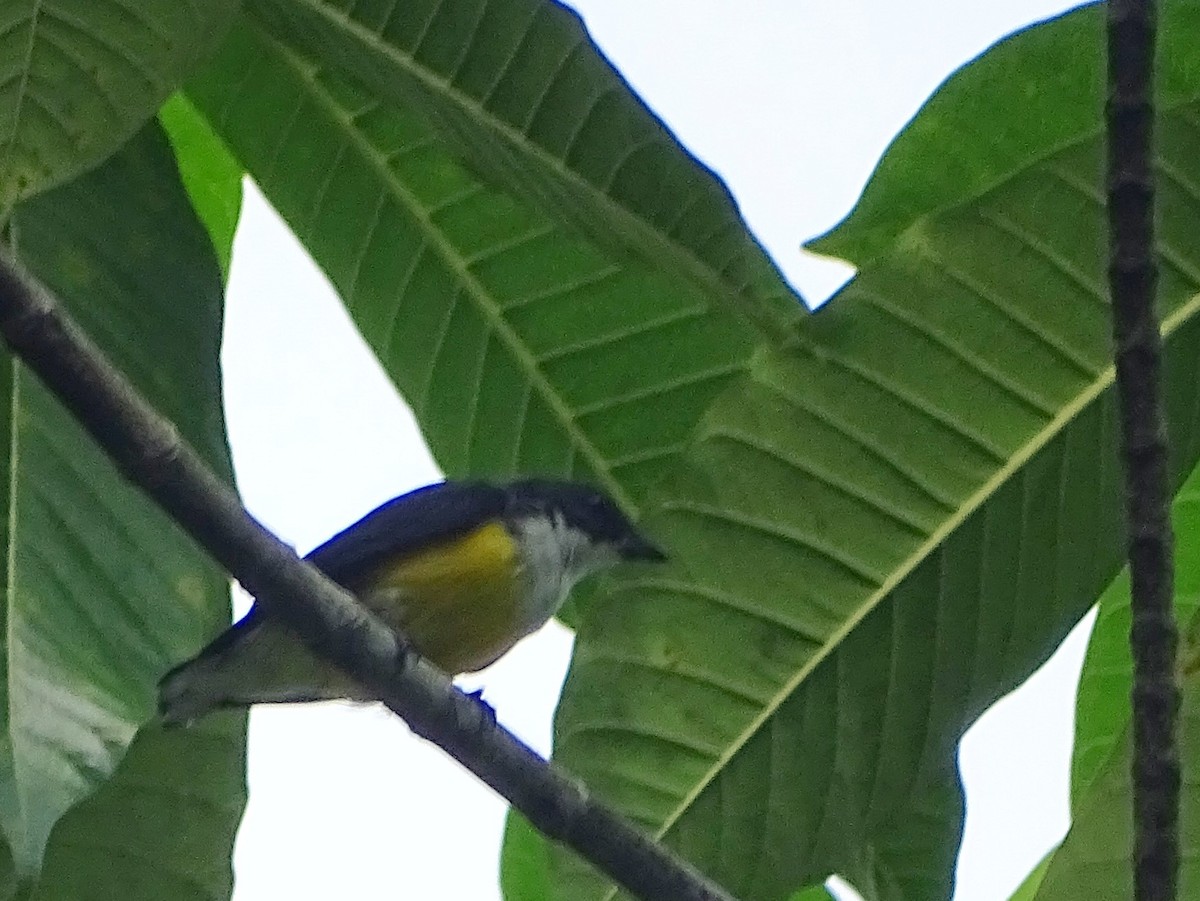 White-throated Flowerpecker - Sri Srikumar