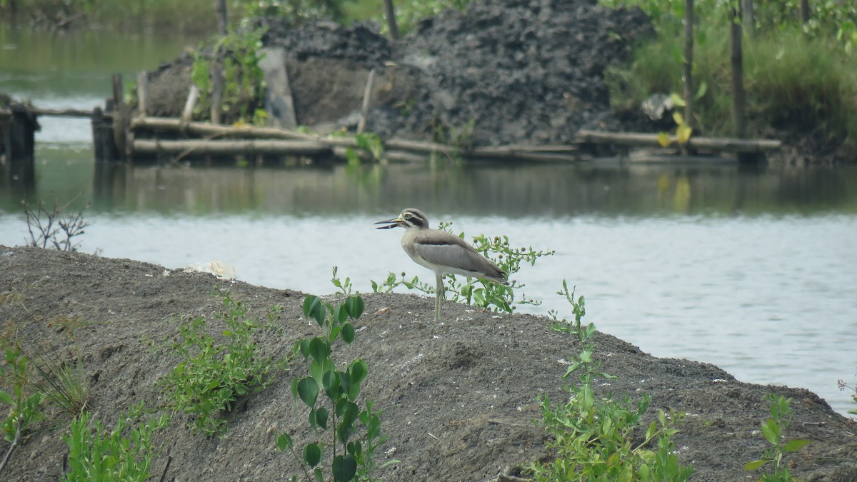Great Thick-knee - ML619332134