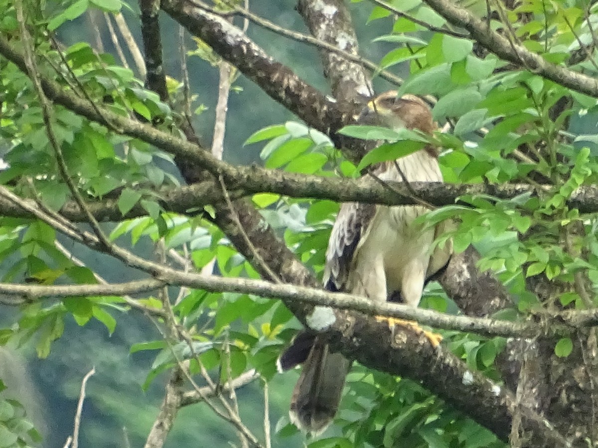 Oriental Honey-buzzard - Sri Srikumar