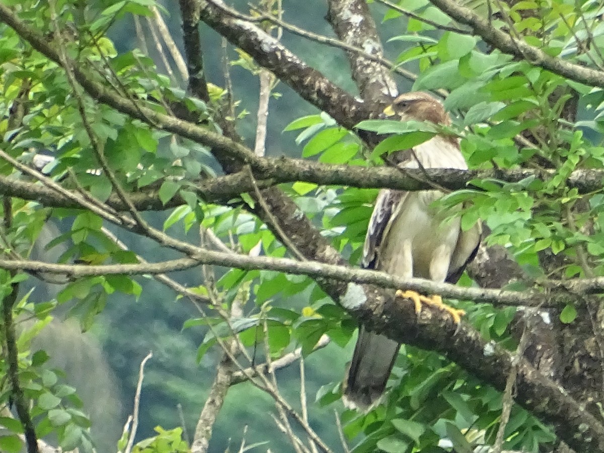 Oriental Honey-buzzard - Sri Srikumar
