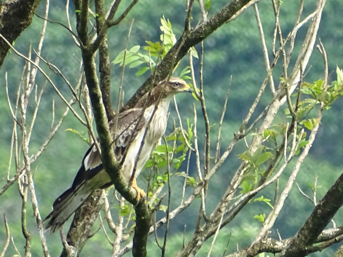 Oriental Honey-buzzard - Sri Srikumar