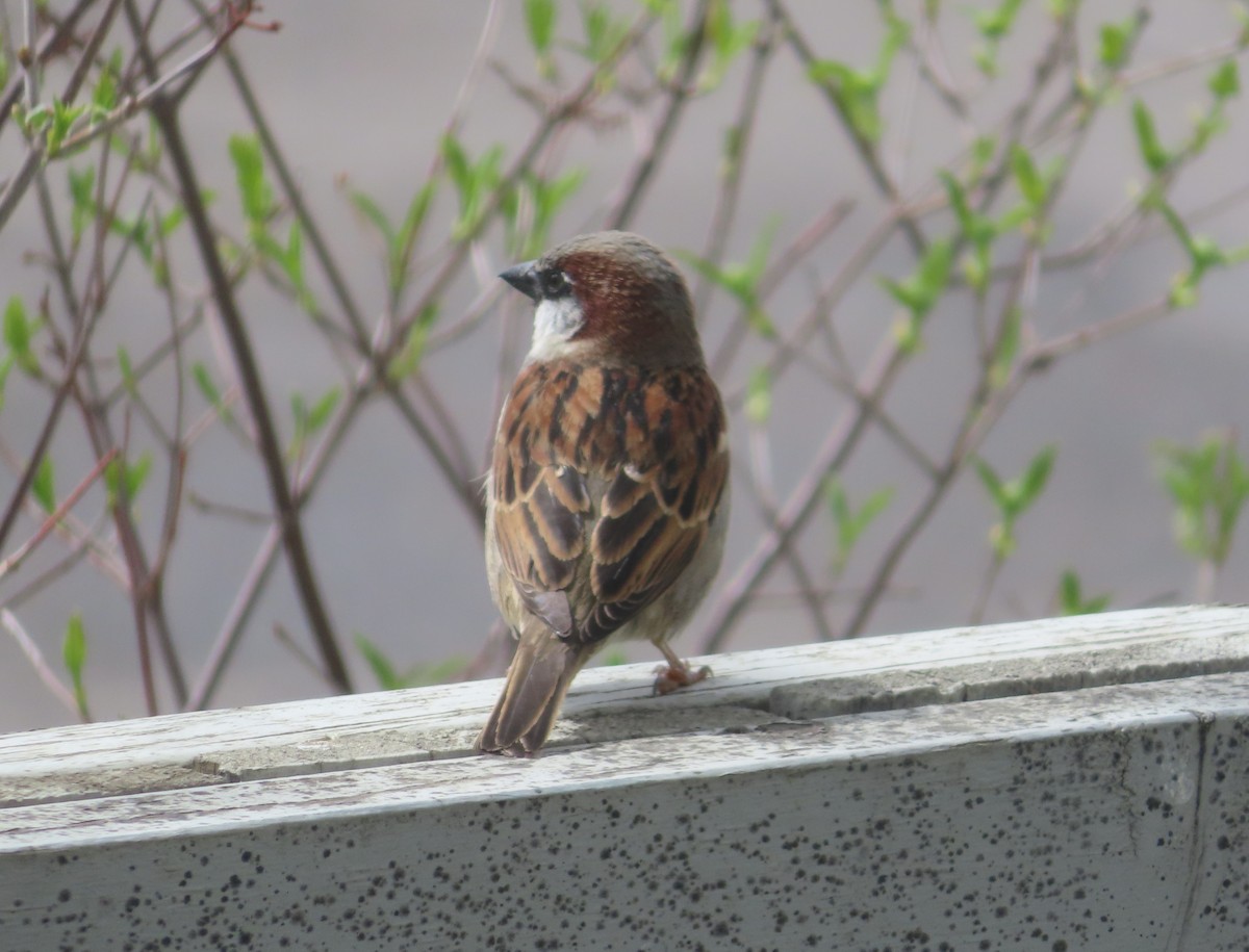 House Sparrow - Violet Kosack