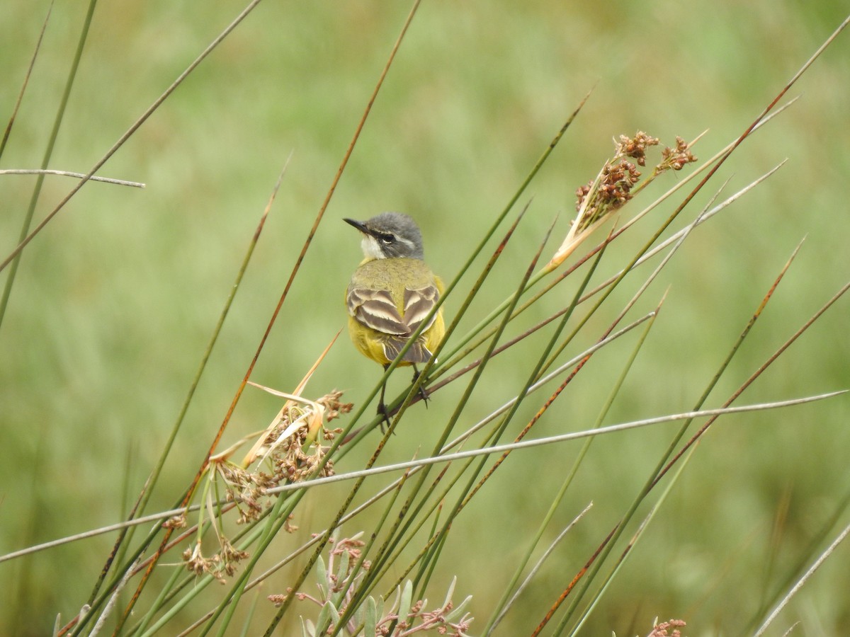 Western Yellow Wagtail - ML619332150