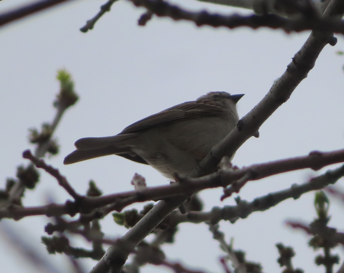 Chipping Sparrow - Violet Kosack