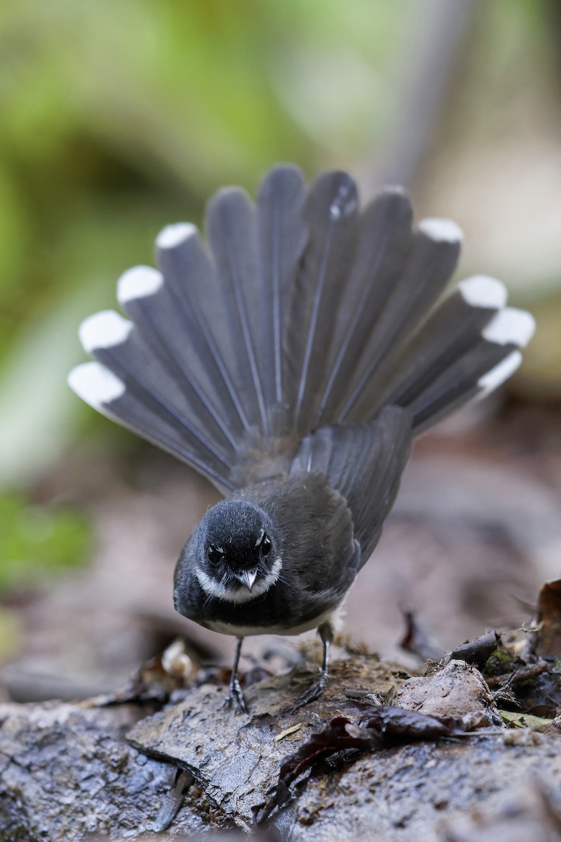 Malaysian Pied-Fantail - Se Chea