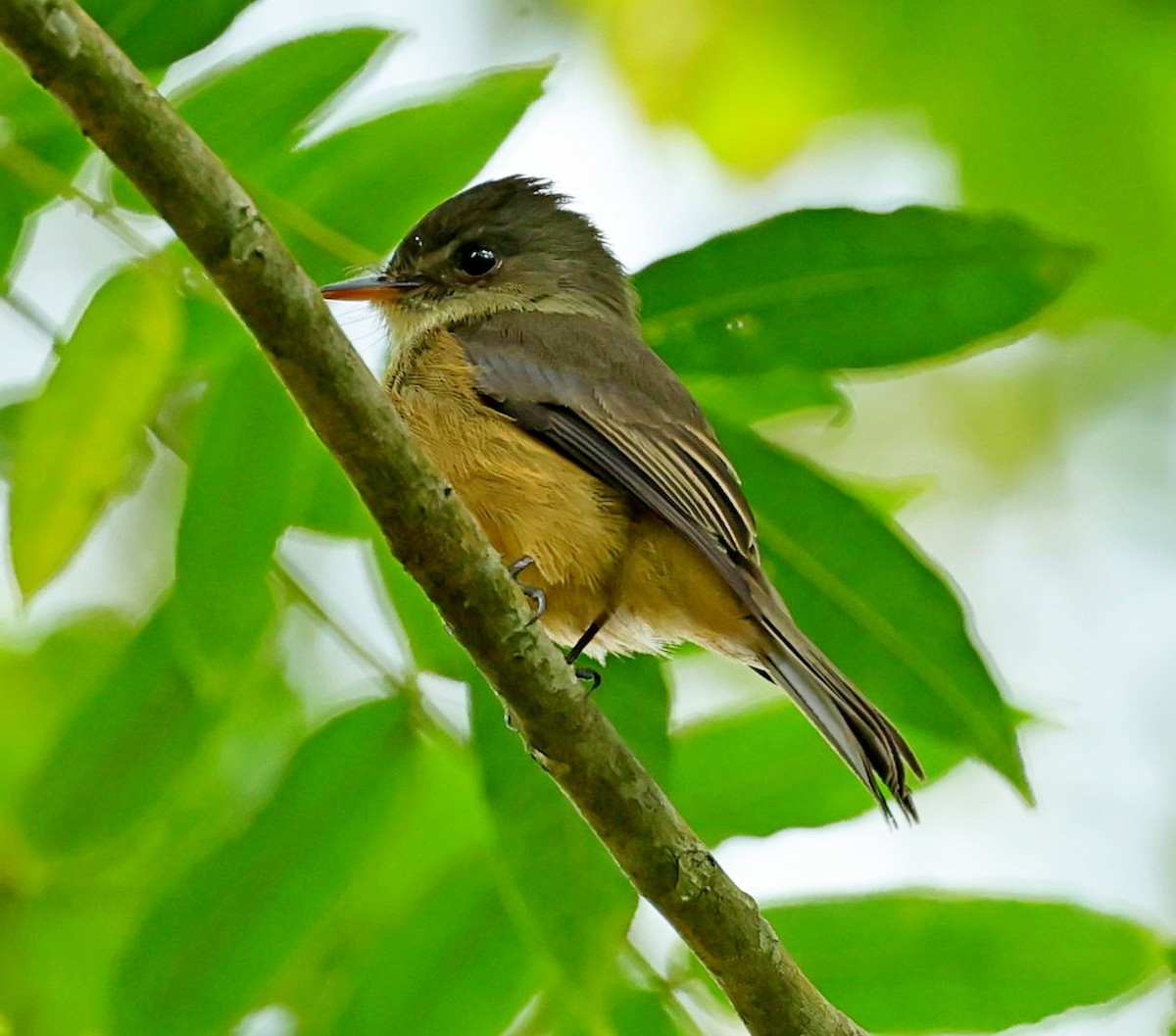 Lesser Antillean Pewee - Maciej  Kotlarski