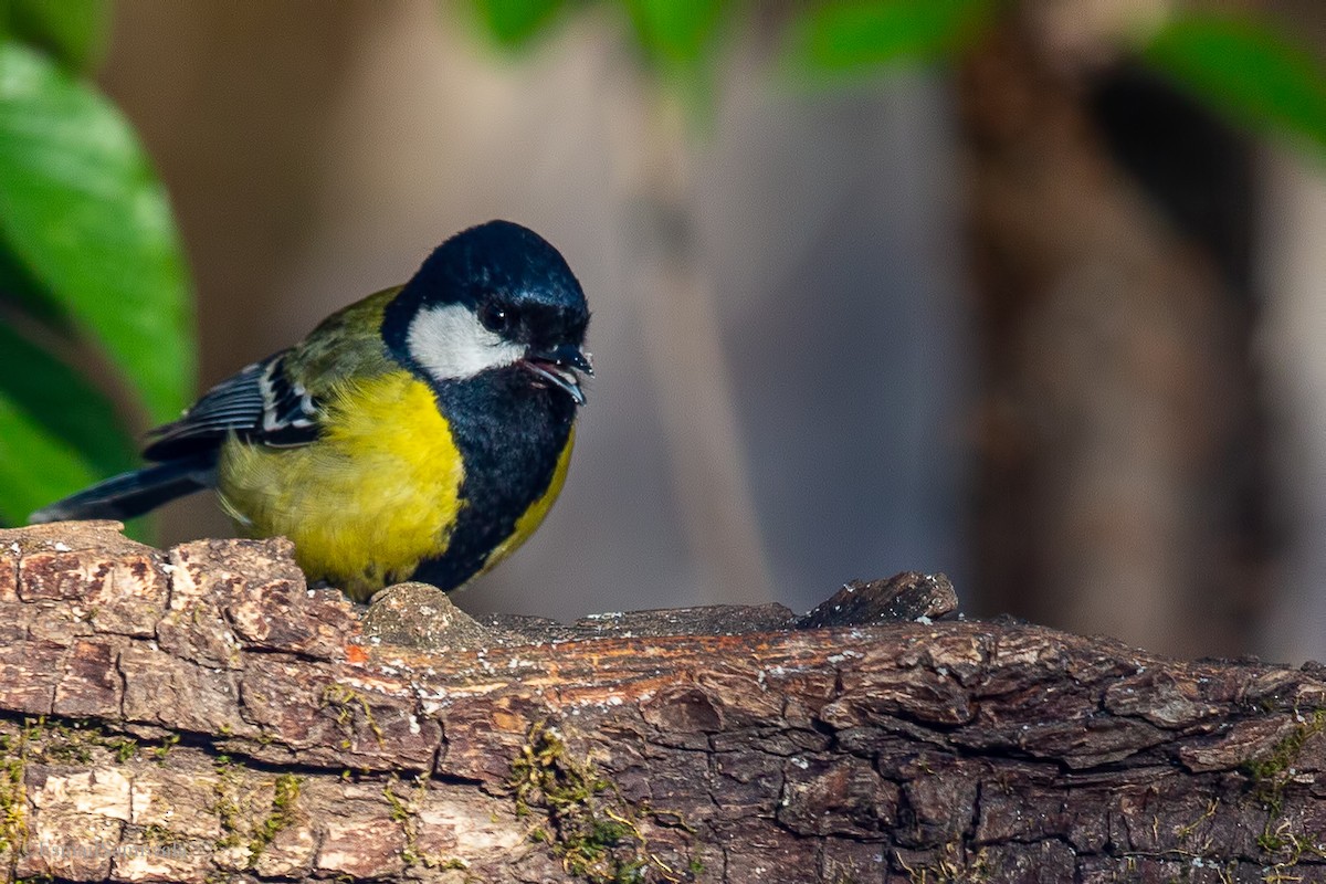 Green-backed Tit - ML619332181