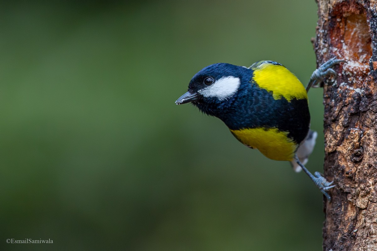 Green-backed Tit - ML619332183