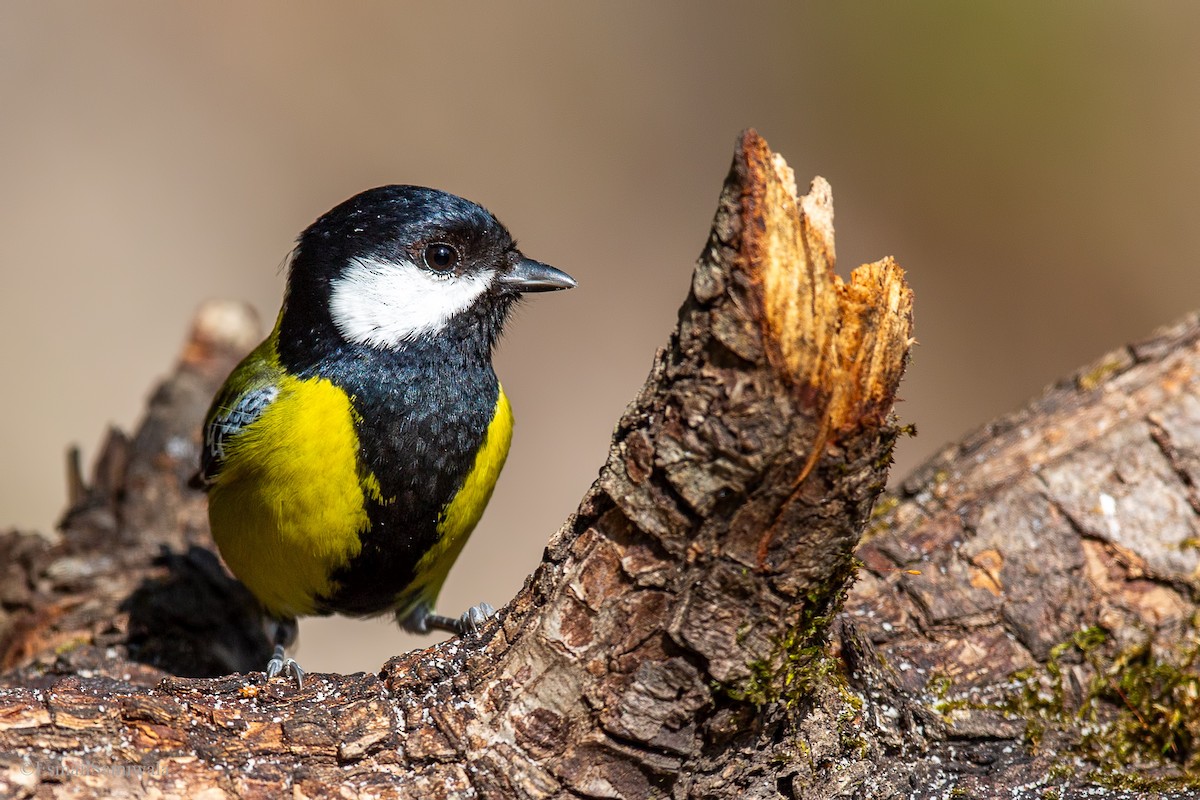 Green-backed Tit - Esmail Samiwala