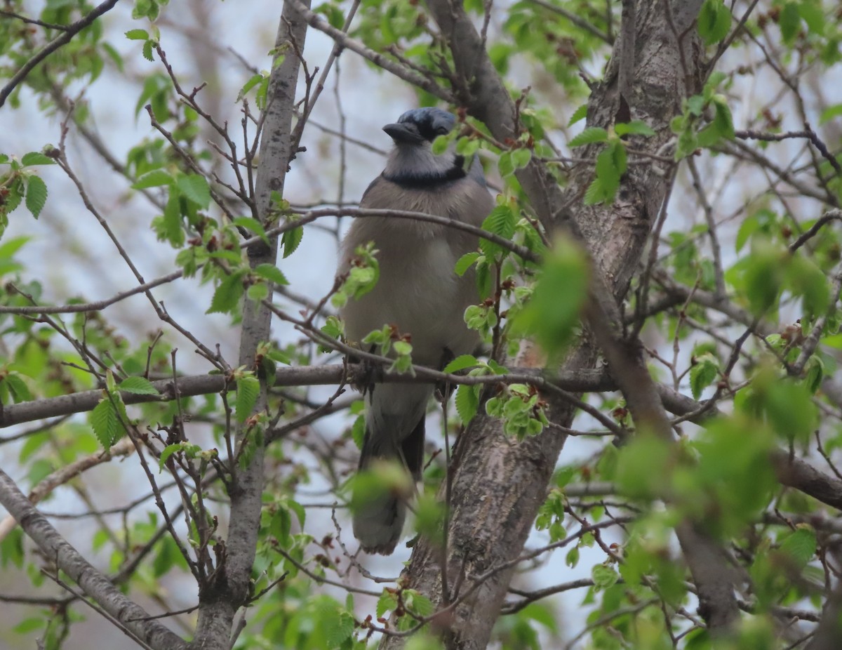 Blue Jay - Violet Kosack