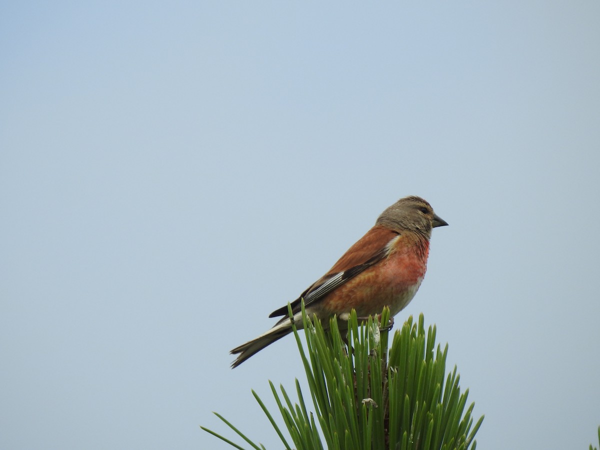 Eurasian Linnet - ML619332205