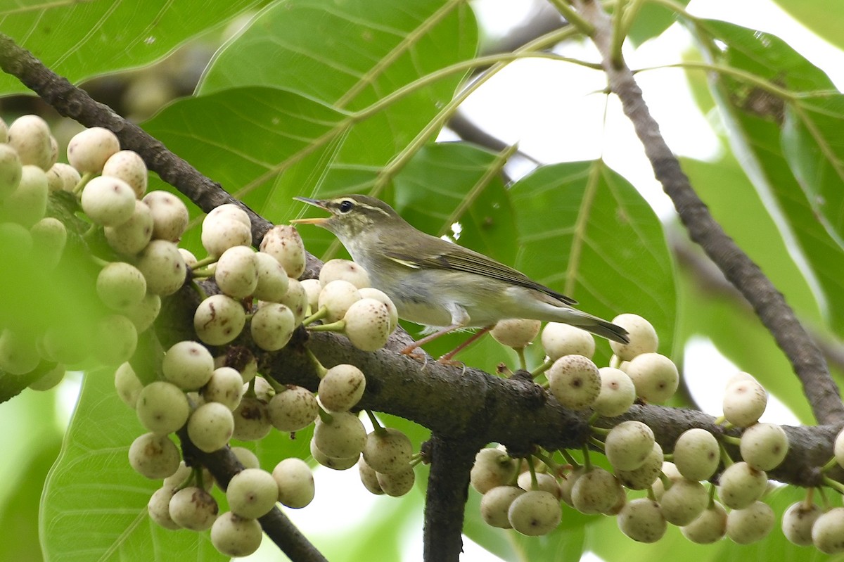 Arctic Warbler - ML619332207