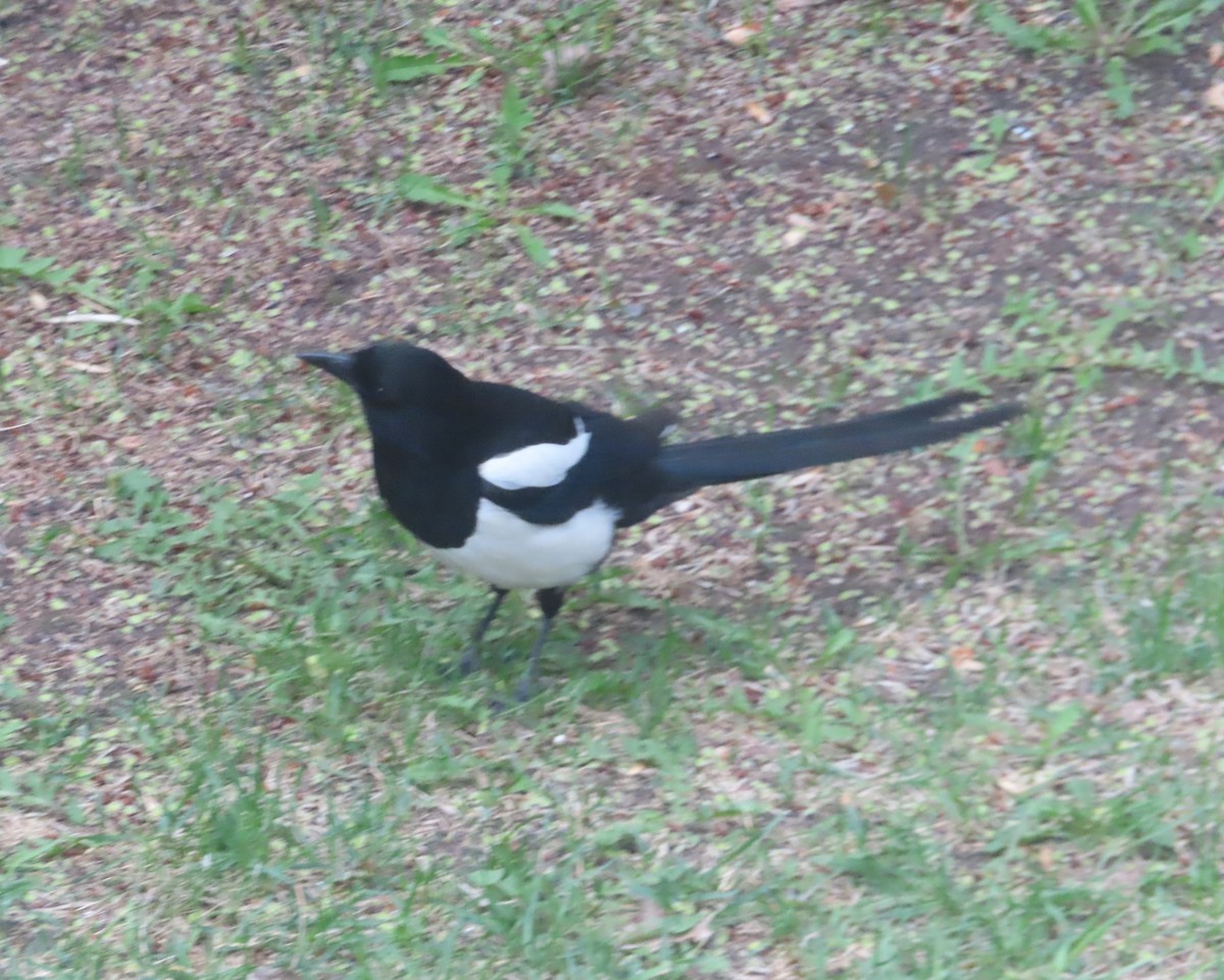 Black-billed Magpie - Violet Kosack