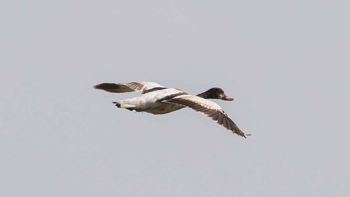 Common Shelduck - Milan Martic