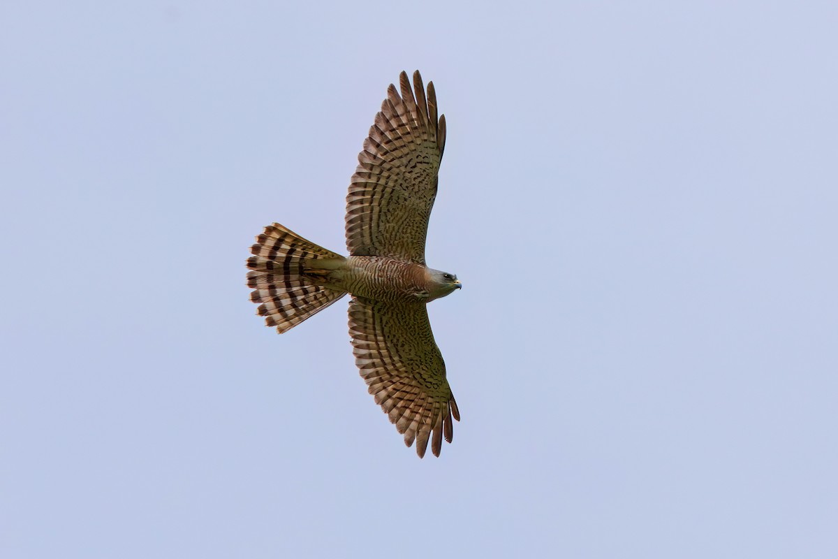 Levant Sparrowhawk - Yakup Yener