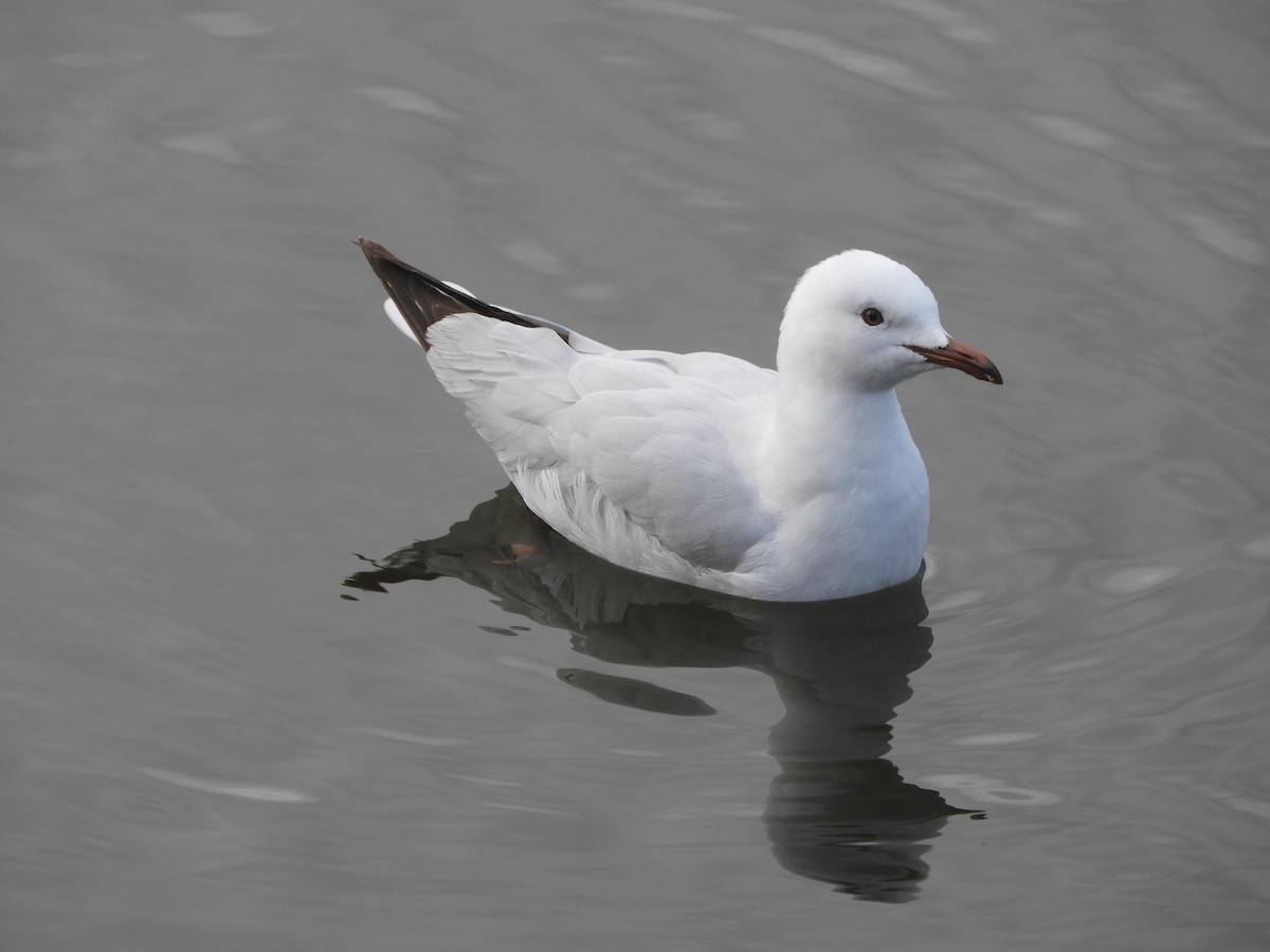 Silver Gull - Charles Silveira