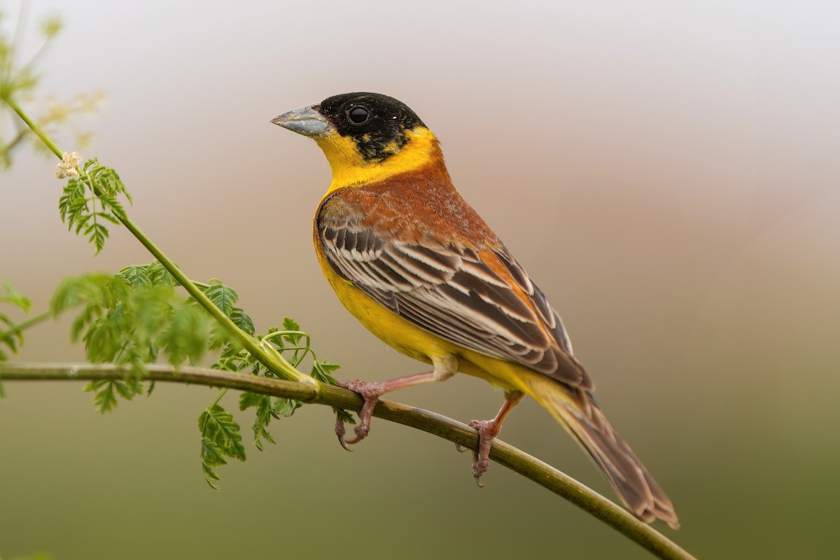 Black-headed Bunting - ML619332240