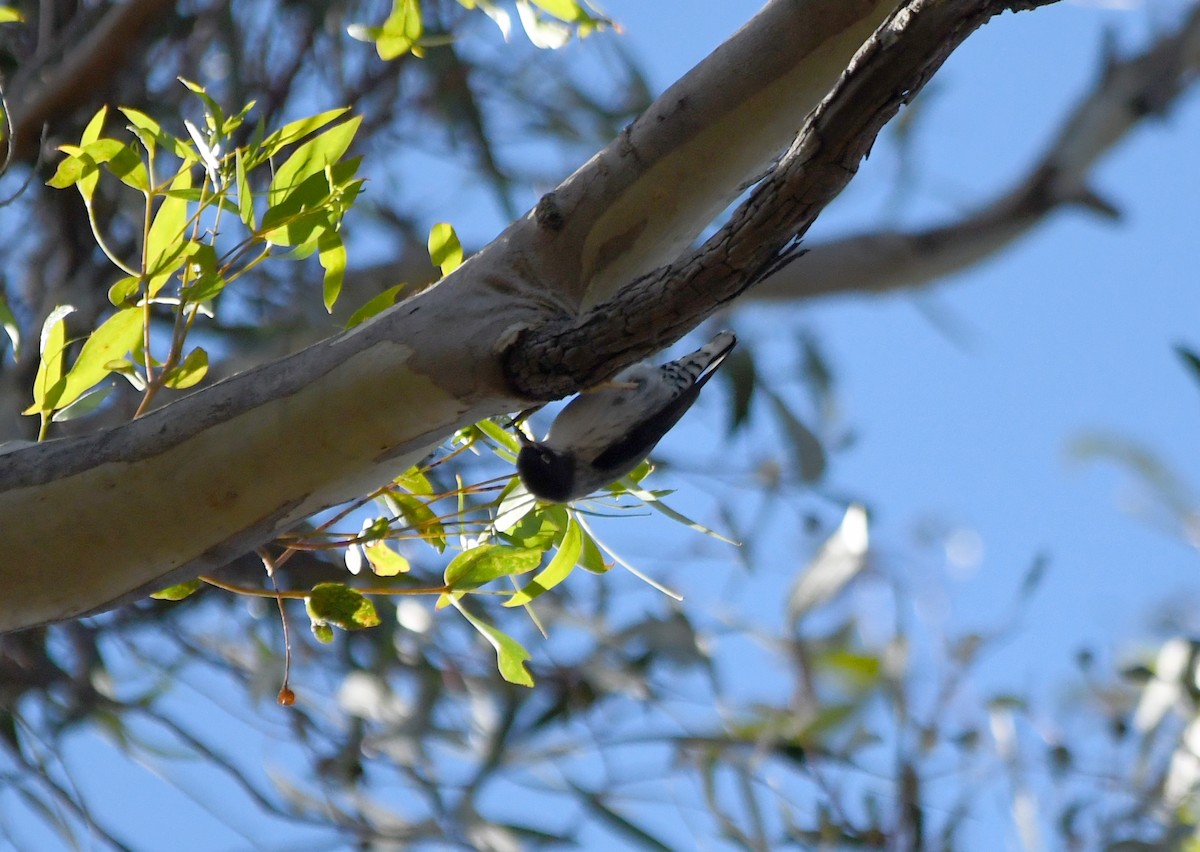 Varied Sittella - Susan Kruss