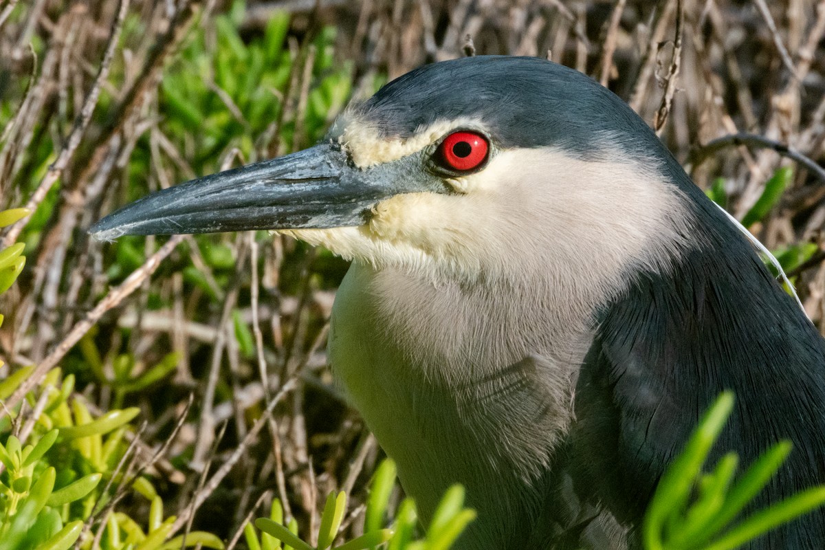 Black-crowned Night Heron - ML619332302